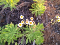 Erigeron socorrensis