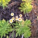 Socorro Island Fleabane - Photo (c) Enrique Flores García, some rights reserved (CC BY-NC), uploaded by Enrique Flores García