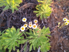 Erigeron socorrensis