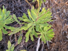 Erigeron socorrensis