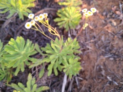 Erigeron socorrensis