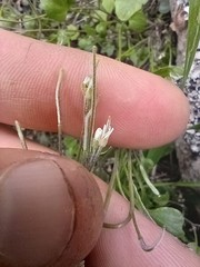 Cardamine intonsa