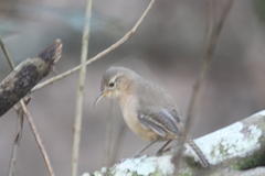 Troglodytes sissonii