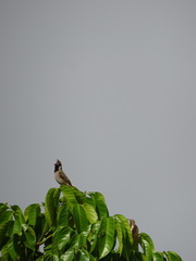 Pycnonotus leucogenys