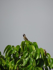 Pycnonotus leucogenys