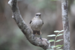 Mimus graysoni