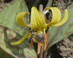 Andrena erythronii