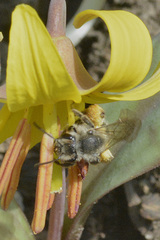 Andrena erythronii