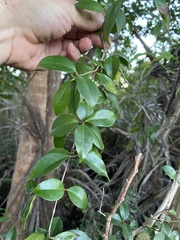 Eugenia biflora