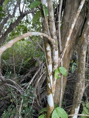 Eugenia biflora