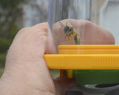Andrena erythronii