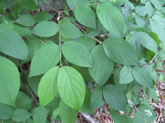 Deutzia scabra