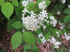 Deutzia scabra