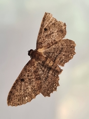 Eccymatoge fulvida
