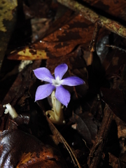 Voyria caerulea