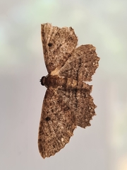 Eccymatoge fulvida