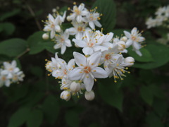 Deutzia scabra
