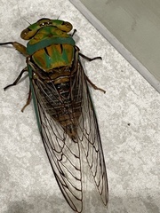 Macrotristria sylvara