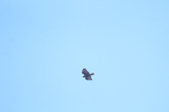 Buteo jamaicensis socorroensis