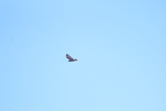 Buteo jamaicensis socorroensis