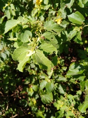 Triumfetta socorrensis