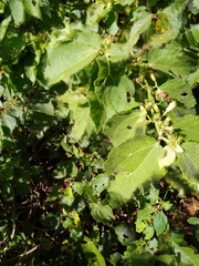 Triumfetta socorrensis