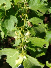 Triumfetta socorrensis