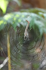 Phonognatha