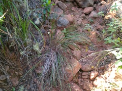 Bulbostylis nesiotica