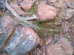 Bulbostylis nesiotica
