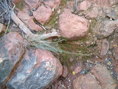 Bulbostylis nesiotica