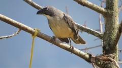 Saltator olivascens