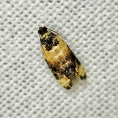 Asthenoptycha iriodes