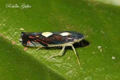 Diedrocephala variegata