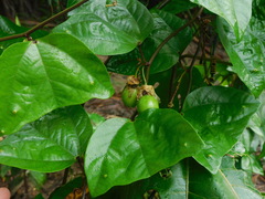 Passiflora vespertilio
