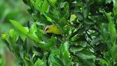 Basileuterus delattrii