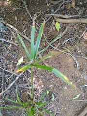 Cyperus albostriatus