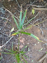 Cyperus albostriatus