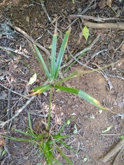 Cyperus albostriatus