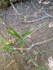 Cyperus albostriatus