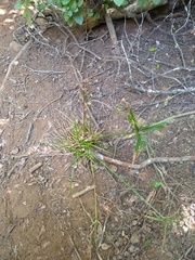 Cyperus albostriatus