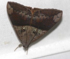 Oxyodes tricolor