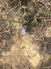 Gentiana loureiroi