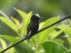 Microchera albocoronata