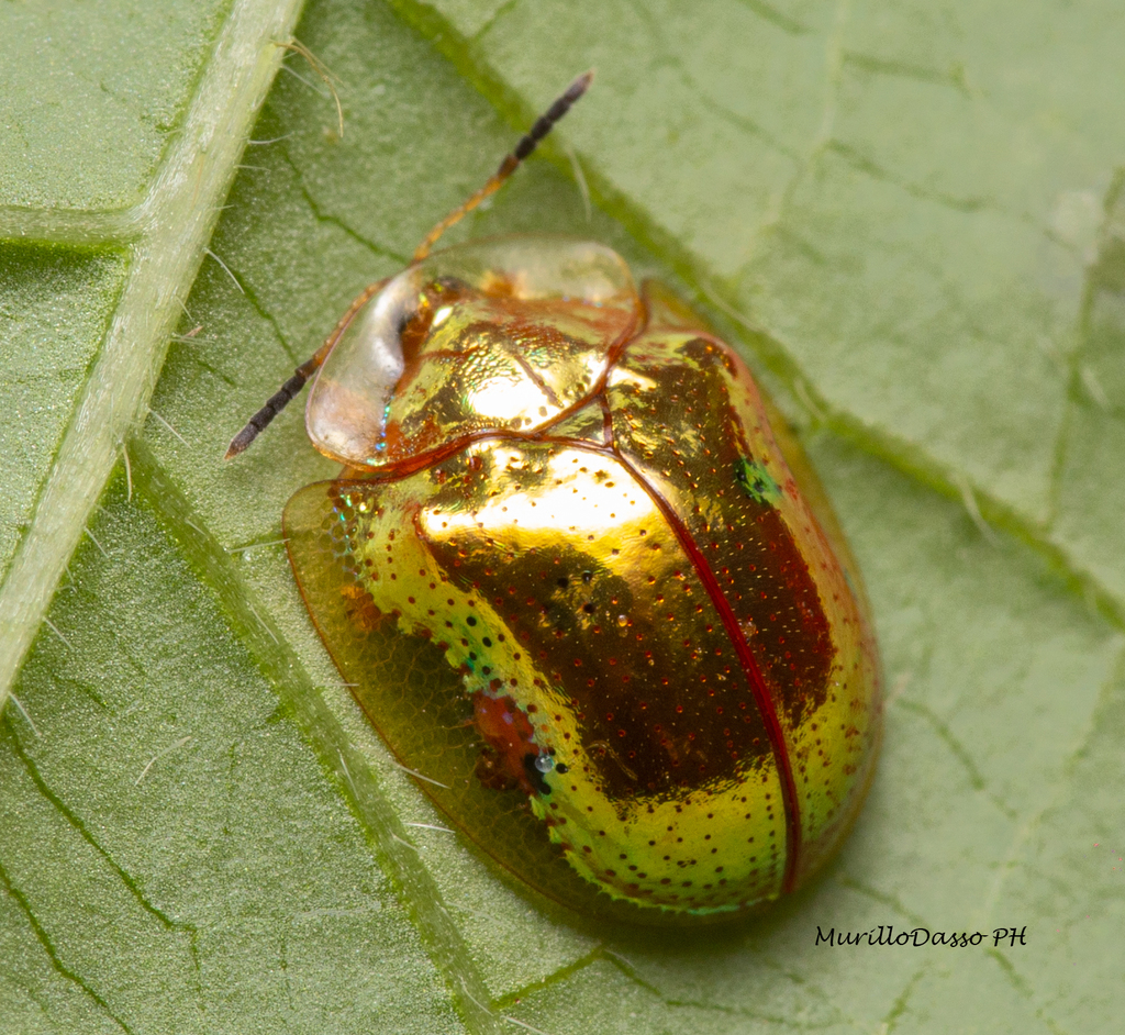 Charidotella sexpunctata (Arácnidos e Insectos del PN Faro Mazatlán ...