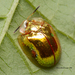 Golden Tortoise Beetle - Photo (c) Santiago Murillo Dasso, some rights reserved (CC BY-NC), uploaded by Santiago Murillo Dasso