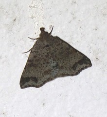 Lithilaria proestans