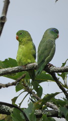 Forpus conspicillatus