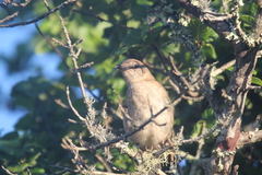 Mimus graysoni