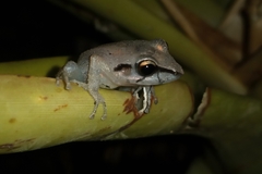 Pristimantis ramagii